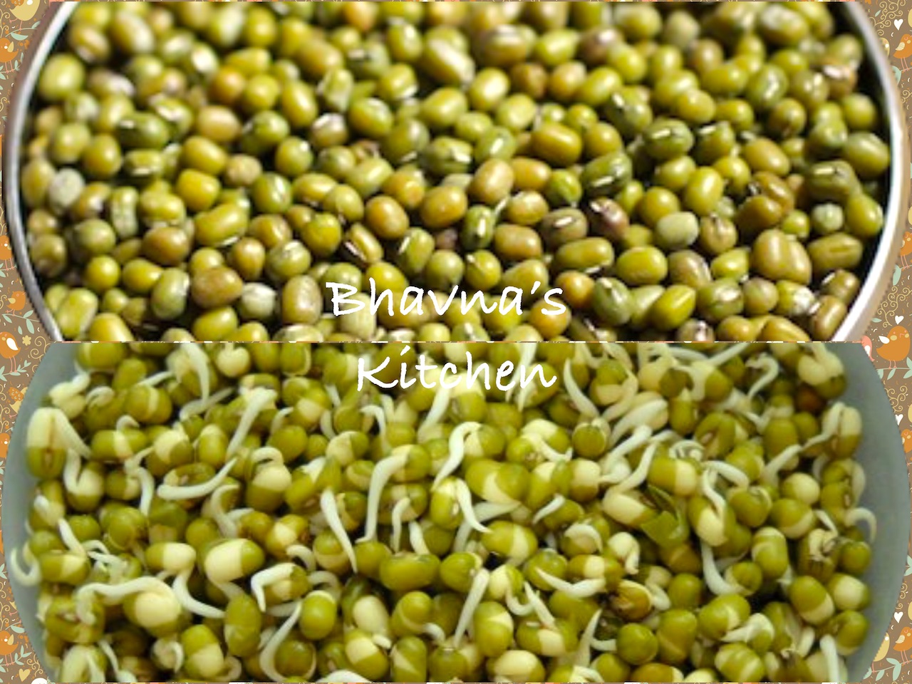 How to Sprout Mung or Moong Beans – Fangavela or Ugadela Mag