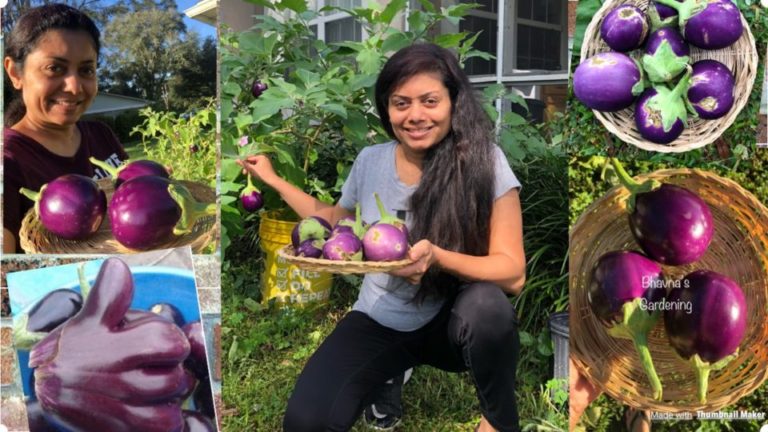 Ugly Imperfect Misfits Vegetables Produce